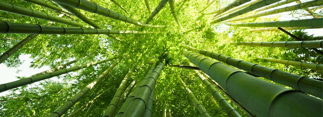 bamboo.jpg